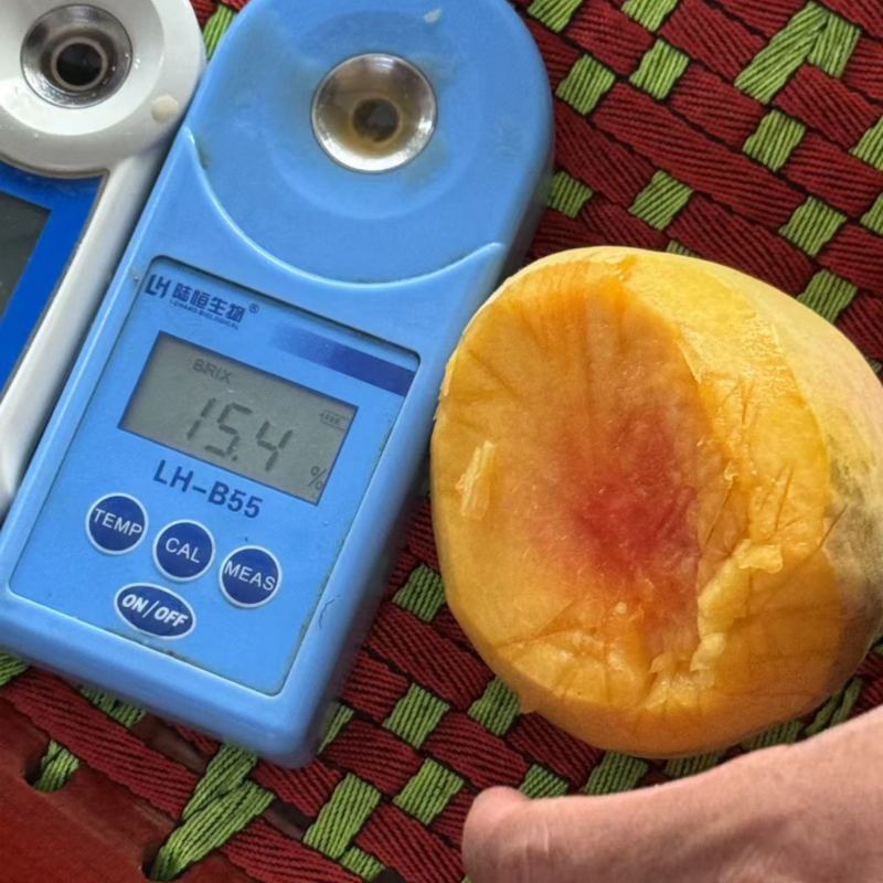 浙江精品锦绣黄桃，量大价优，口感好欢迎咨询
