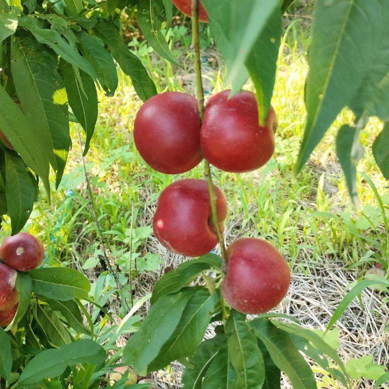 珍珠枣油桃