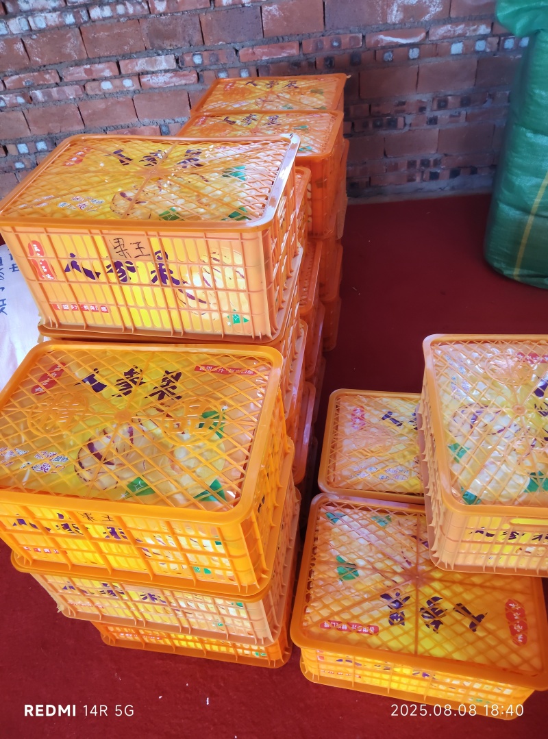 人参果