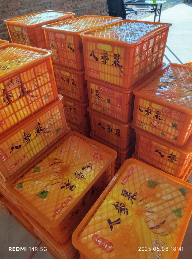 人参果