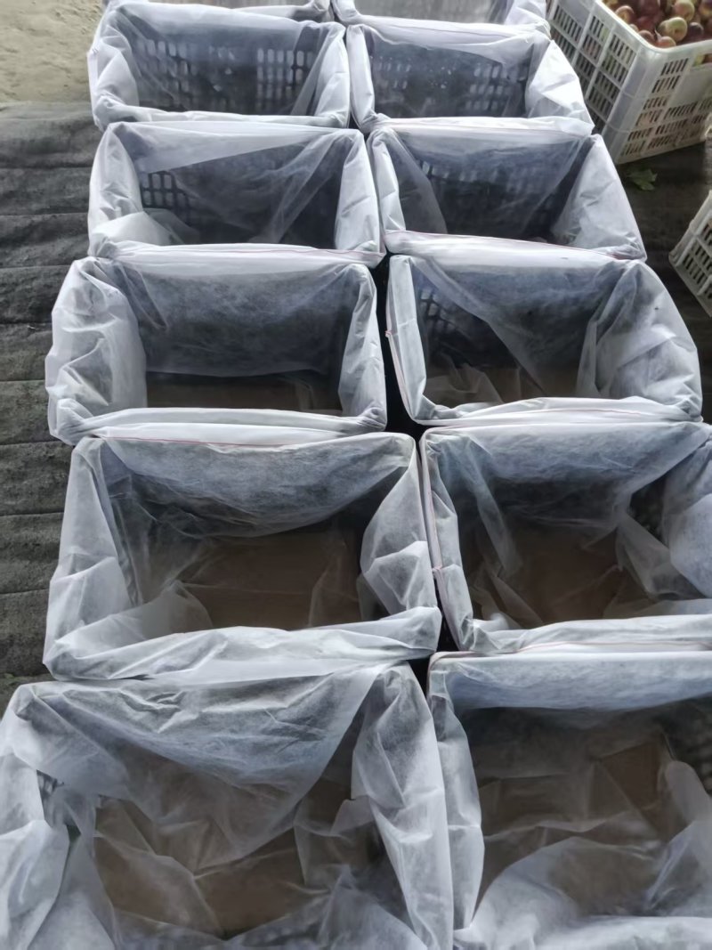 珍珠枣油桃