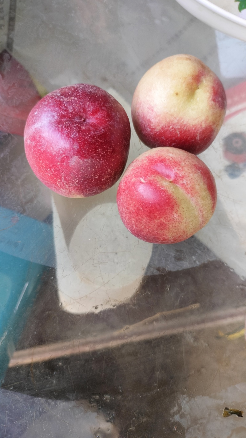 珍珠枣油桃