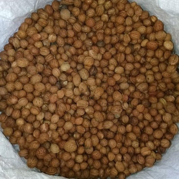 毛桃核