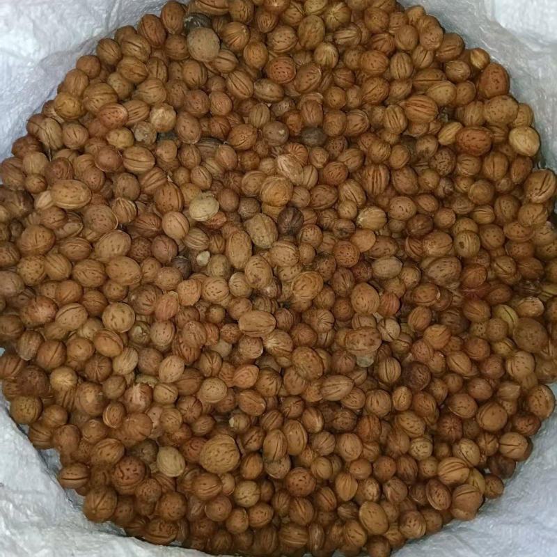 毛桃核