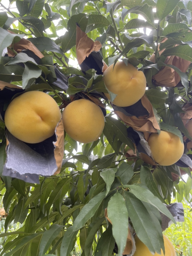 锦绣黄桃大量开园头茬现摘可以定园欢迎咨询