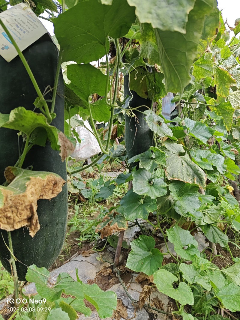汉中黑皮架冬瓜，质量好，个头大，产地直发，一条龙服务