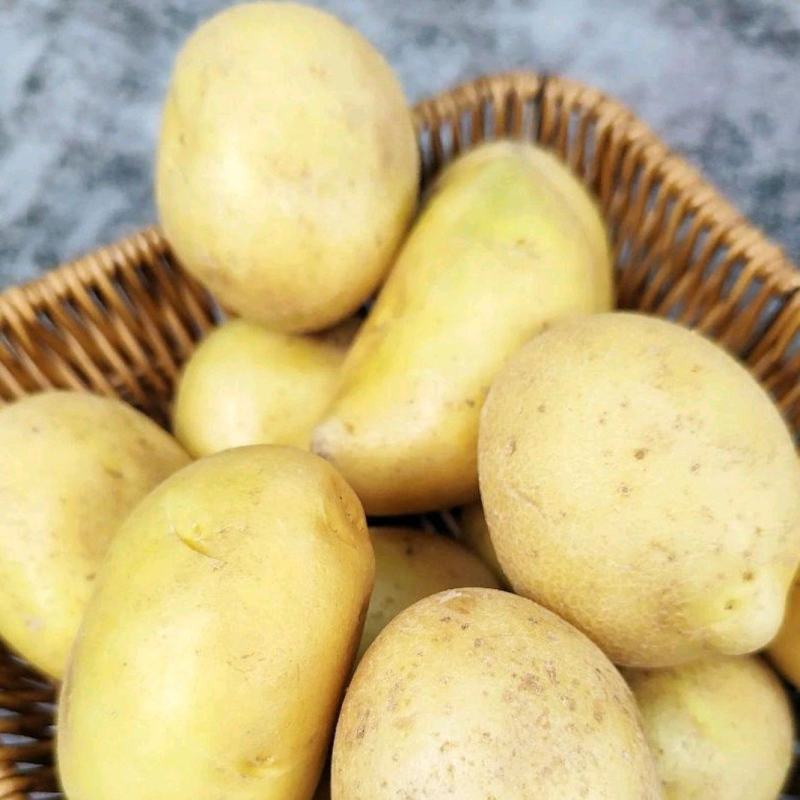 黄土豆上市了