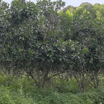 柚子树，精品丛生柚子树，工地用景观树，结果三红柚子树