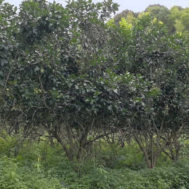 柚子树，精品丛生柚子树，工地用景观树，结果三红柚子树