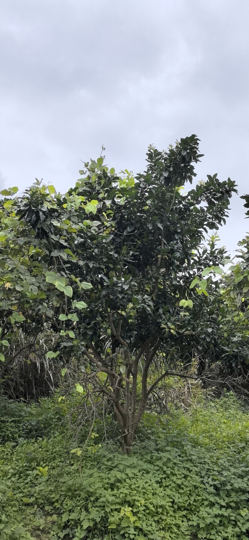 柚子树，精品丛生柚子树，工地用景观树，结果三红柚子树