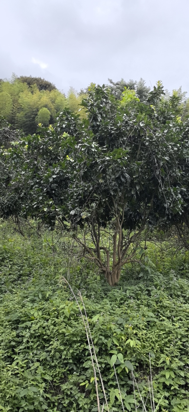 柚子树，精品丛生柚子树，工地用景观树，结果三红柚子树