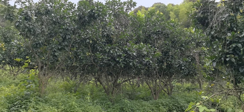 柚子树，精品丛生柚子树，工地用景观树，结果三红柚子树