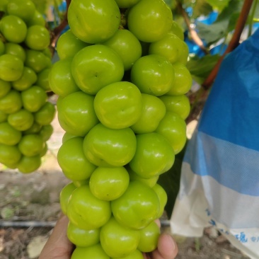 湖南阳光玫瑰葡萄大量上市价格实惠