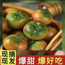 正宗草莓西红柿铁皮西红柿新鲜生吃番茄当季酸甜柿子