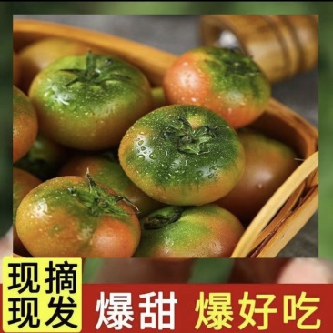 正宗草莓西红柿铁皮西红柿新鲜生吃番茄当季酸甜柿子