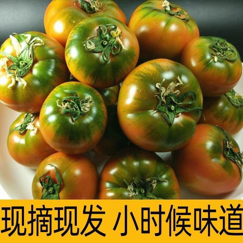 正宗草莓西红柿铁皮西红柿新鲜生吃番茄当季酸甜柿子