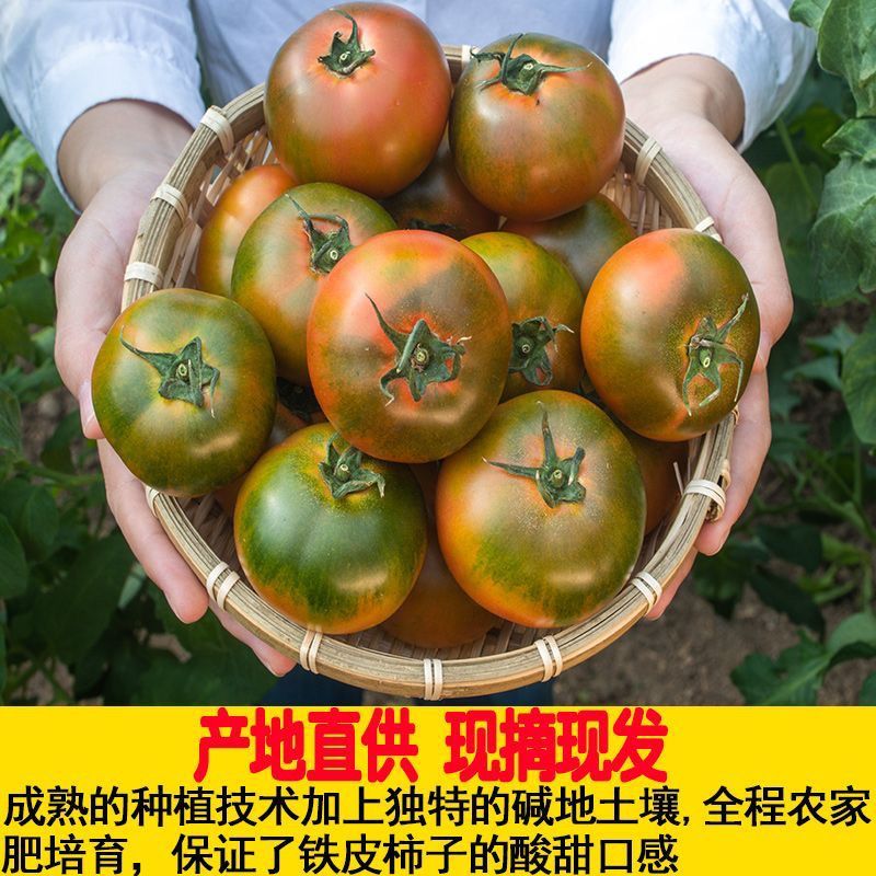 正宗草莓西红柿铁皮西红柿新鲜生吃番茄当季酸甜柿子