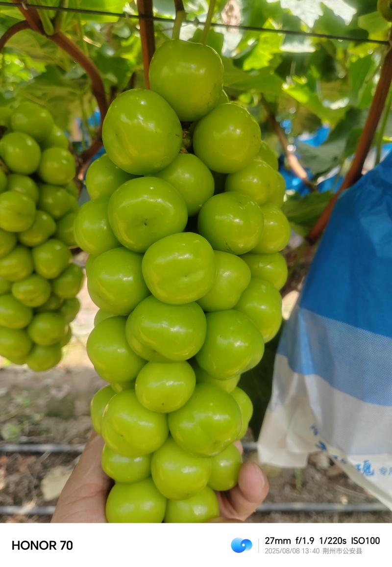 湖南阳光玫瑰葡萄大量上市价格实惠