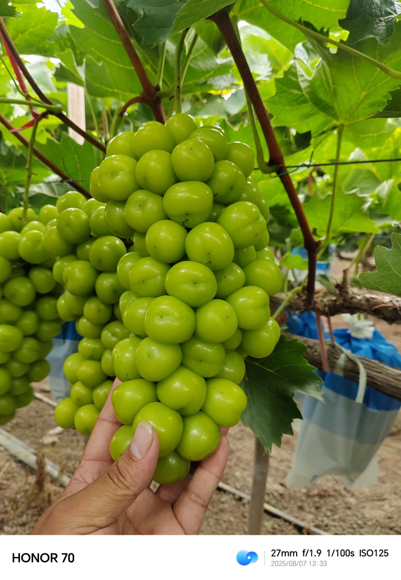 湖南阳光玫瑰葡萄大量上市价格实惠