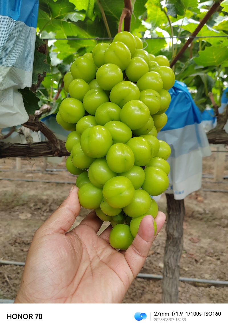 湖南阳光玫瑰葡萄大量上市价格实惠