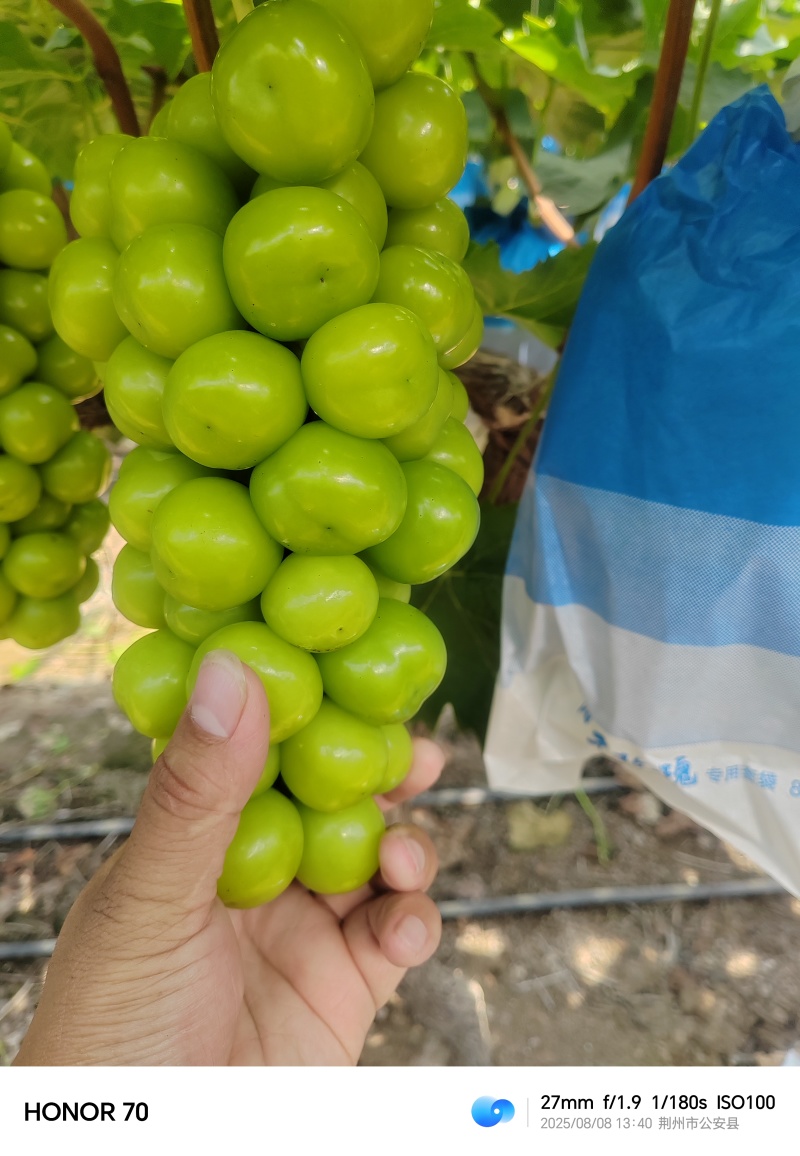 湖南阳光玫瑰葡萄大量上市价格实惠