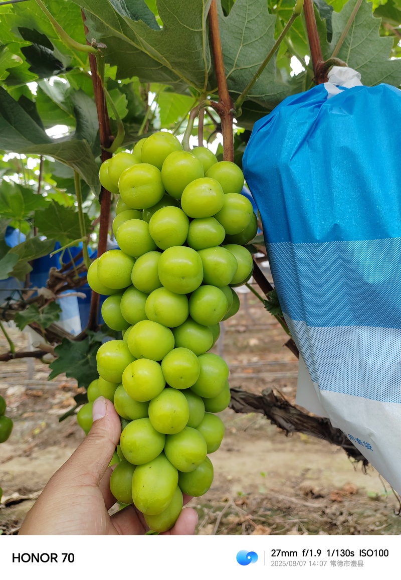 湖南阳光玫瑰葡萄大量上市价格实惠