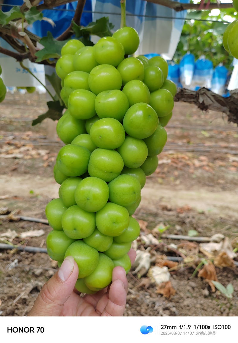 湖南阳光玫瑰葡萄大量上市价格实惠