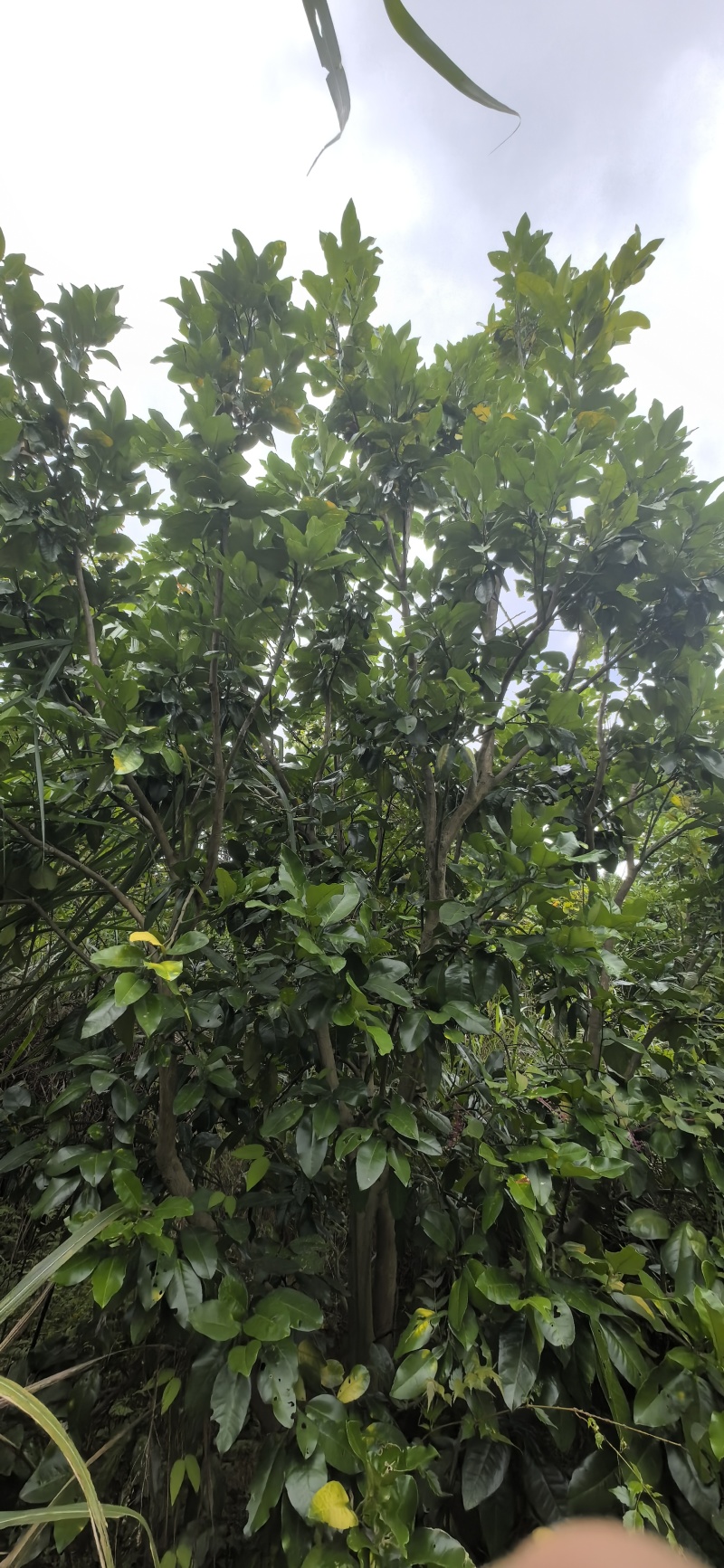柚子树，精品丛生柚子树，工地用景观树，结果三红柚子树