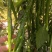 3号线椒