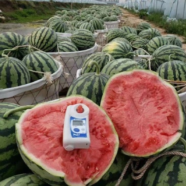 河南信阳西瓜