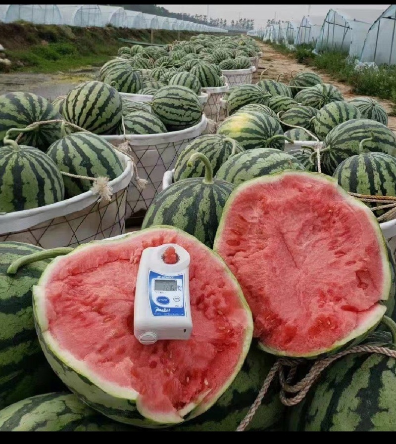 河南信阳西瓜