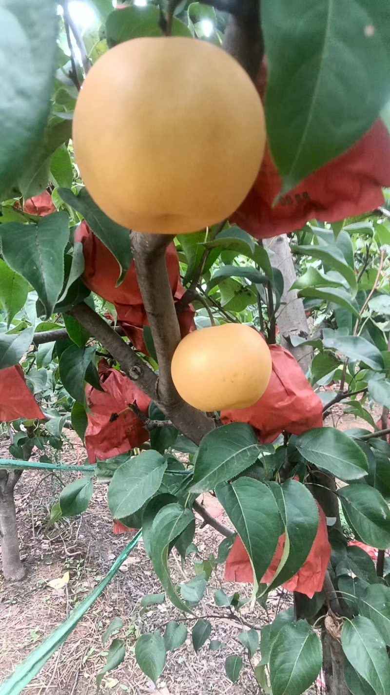 秋月梨今日上市，套袋果面干净，酥脆无渣