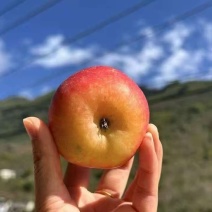 汉源县丑苹果精品货通货产地果园直发欢迎来电咨询