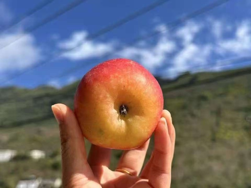 汉源县丑苹果精品货通货产地果园直发欢迎来电咨询
