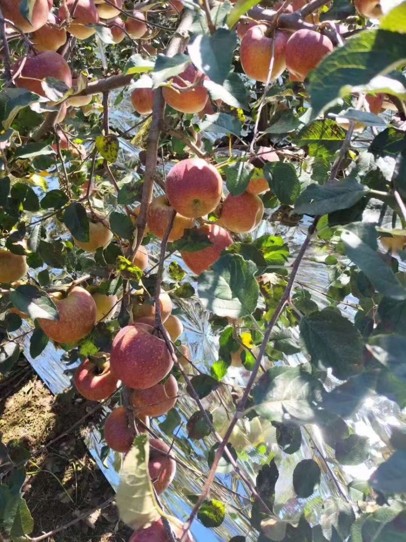汉源县丑苹果精品货通货产地果园直发欢迎来电咨询