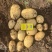 内蒙兴河商都沃土大量上市量大从优质量三包