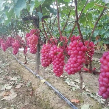 巨峰水晶葡萄