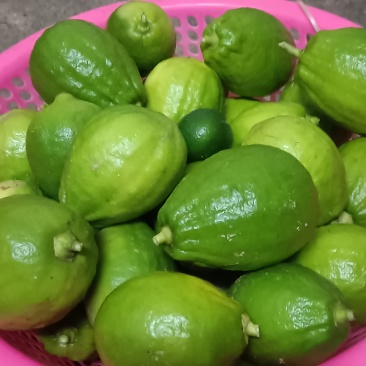 自家种植的广东香水柠檬，个个饱满，全部放农家肥