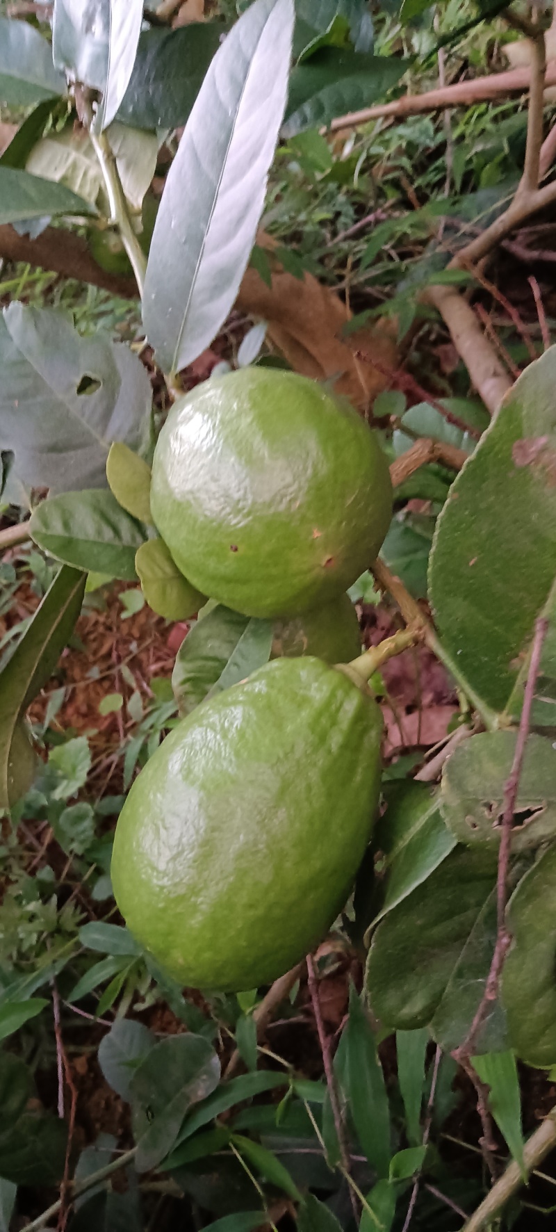 自家种植的广东香水柠檬，个个饱满，全部放农家肥