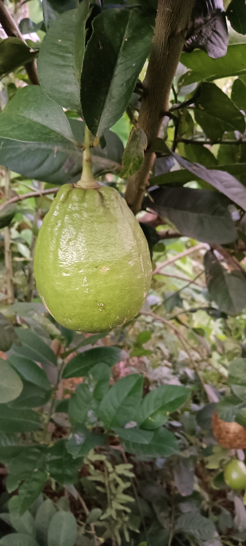 自家种植的广东香水柠檬，个个饱满，全部放农家肥