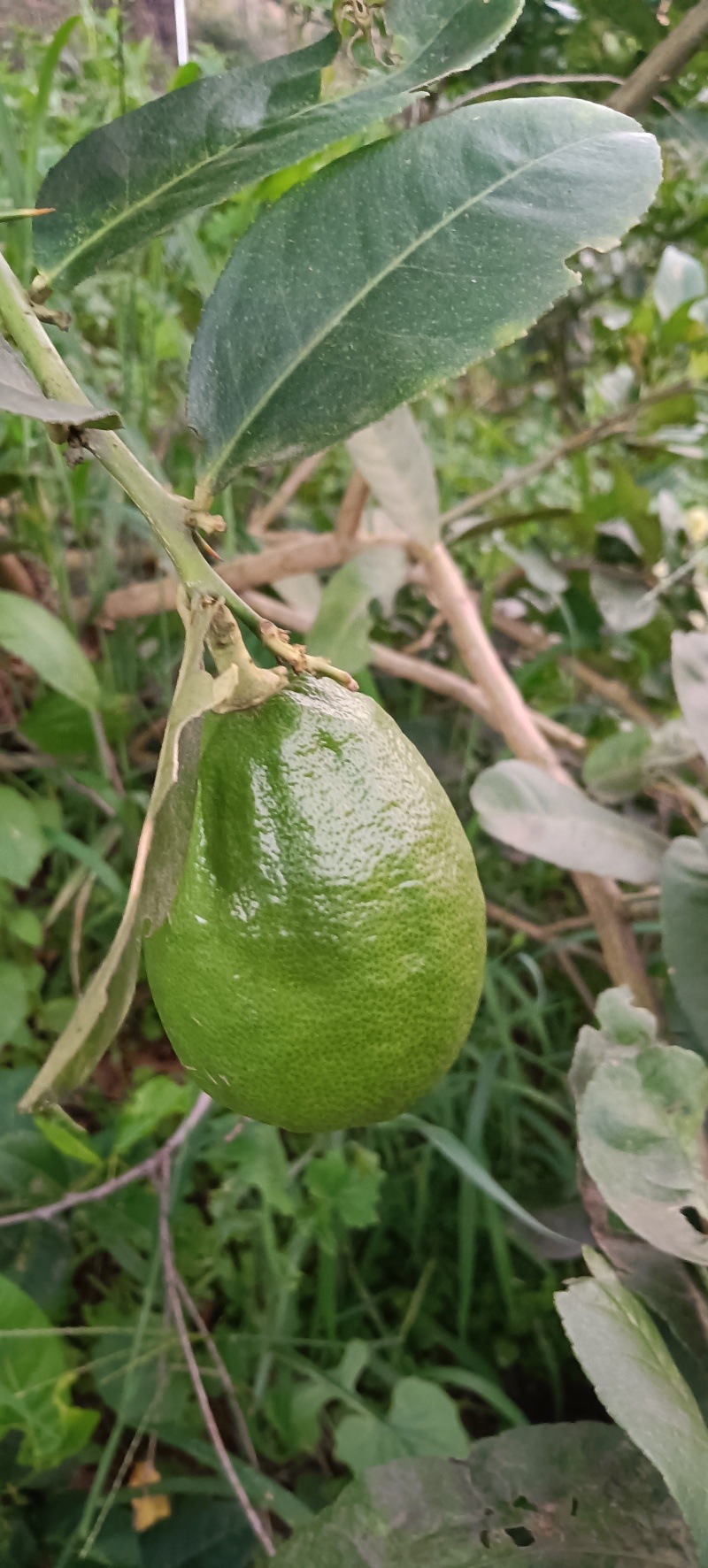 自家种植的广东香水柠檬，个个饱满，全部放农家肥