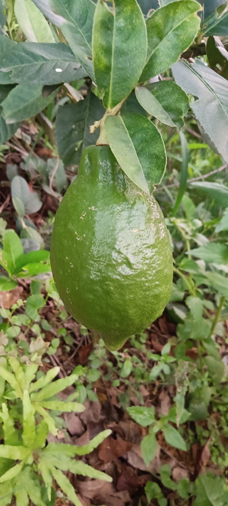 自家种植的广东香水柠檬，个个饱满，全部放农家肥
