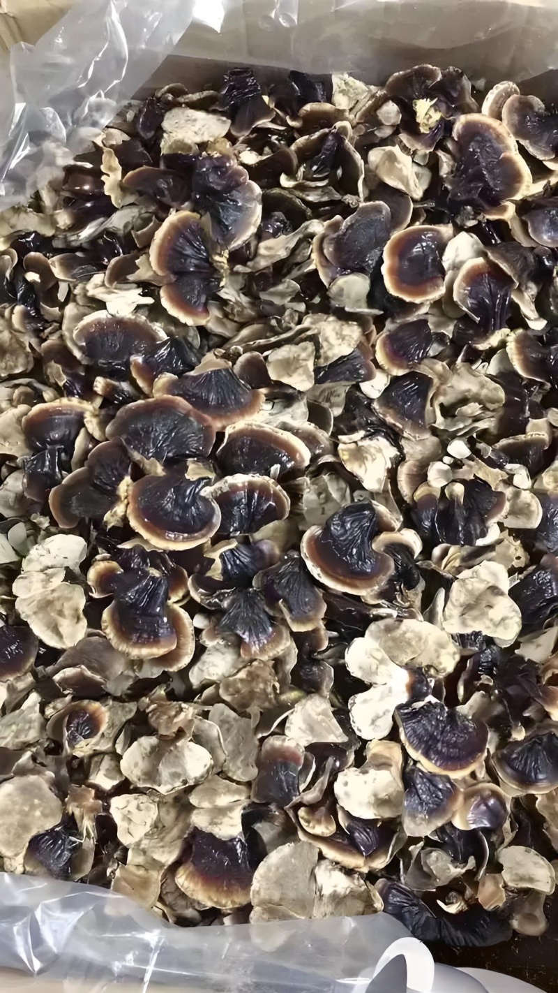 正宗金边灵芝产地批发价优电商供货泡茶泡酒煲汤菌香浓郁