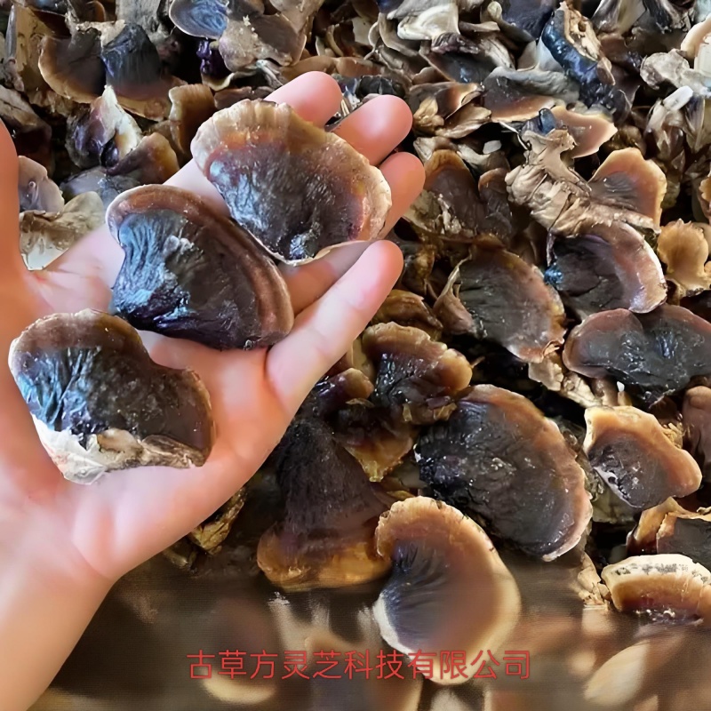 正宗金边灵芝产地批发价优电商供货泡茶泡酒煲汤菌香浓郁