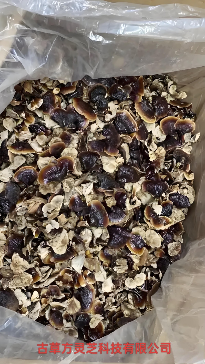 正宗金边灵芝产地批发价优电商供货泡茶泡酒煲汤菌香浓郁
