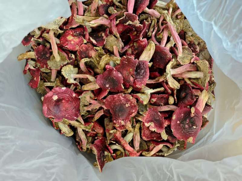 2025年云南紫菇，足斤足两量