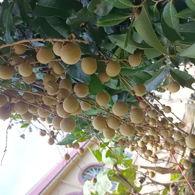 广西玉林市各品种龙眼8月开始大量上市中，欢迎来电合谈