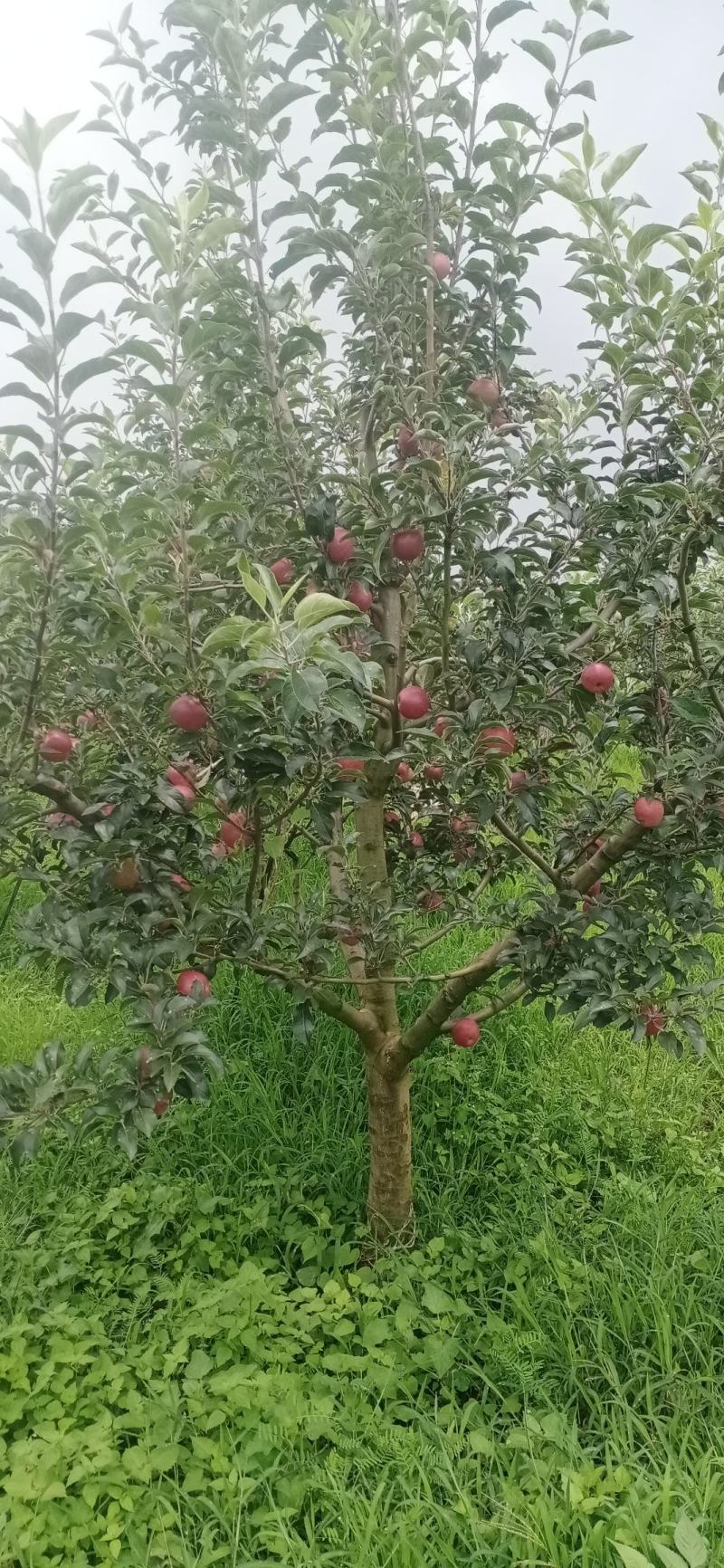 泸西红露苹果