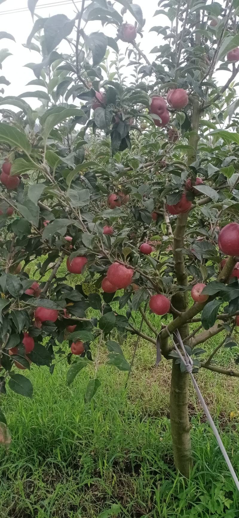 泸西红露苹果