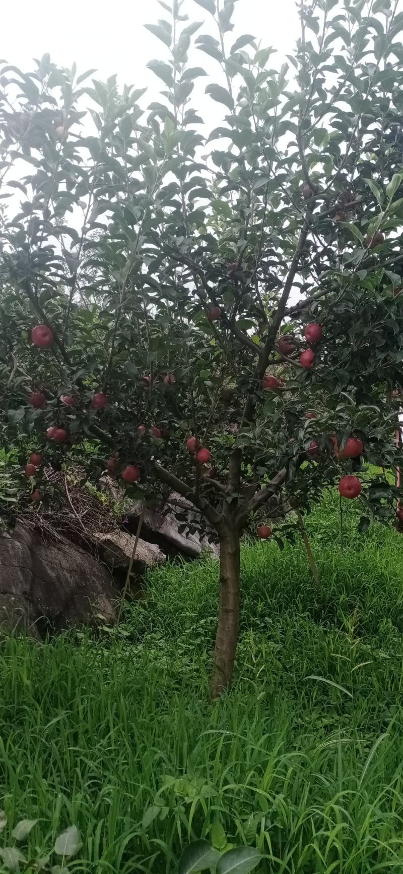 泸西红露苹果